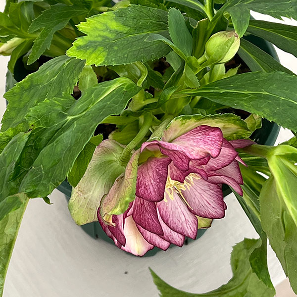 クリスマスローズ：ダブルエレン26-05／5号鉢【現品販売】