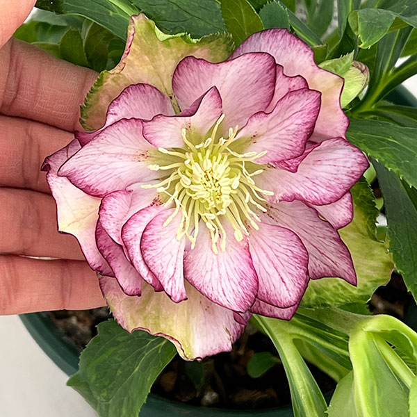 クリスマスローズ：ダブルエレン26-05／5号鉢【現品販売】