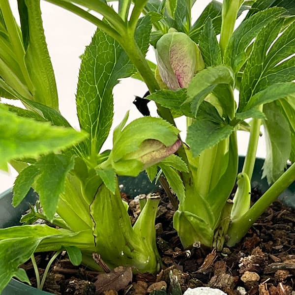 クリスマスローズ：ダブルエレン26-05／5号鉢【現品販売】