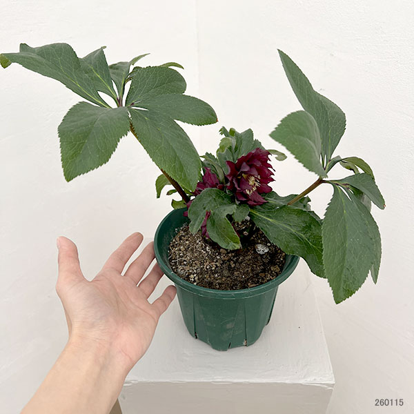 クリスマスローズ：ダブルエレン26-06／5号鉢【現品販売】