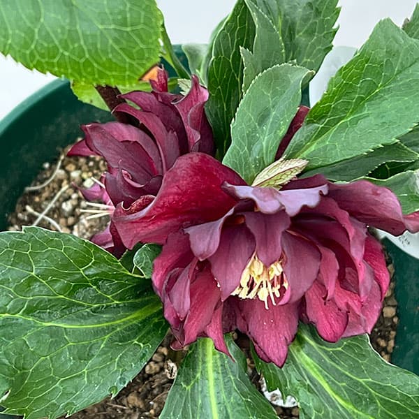 クリスマスローズ：ダブルエレン26-06／5号鉢【現品販売】