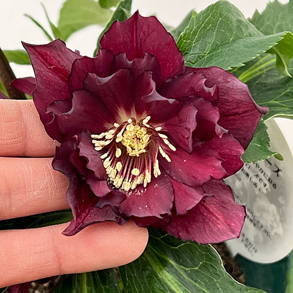 クリスマスローズ：ダブルエレン26-06／5号鉢【現品販売】