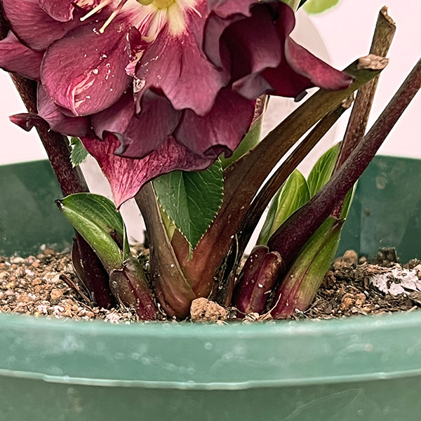 クリスマスローズ：ダブルエレン26-06／5号鉢【現品販売】