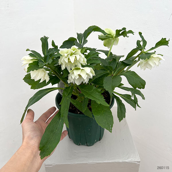 クリスマスローズ：ダブルエレン26-07／5号鉢【現品販売】