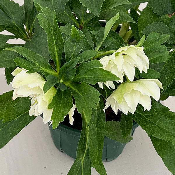 クリスマスローズ：ダブルエレン26-07／5号鉢【現品販売】