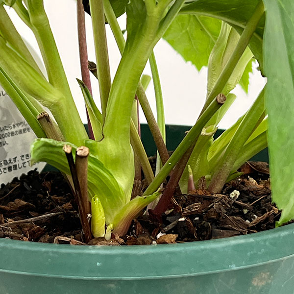 クリスマスローズ：ダブルエレン26-07／5号鉢【現品販売】