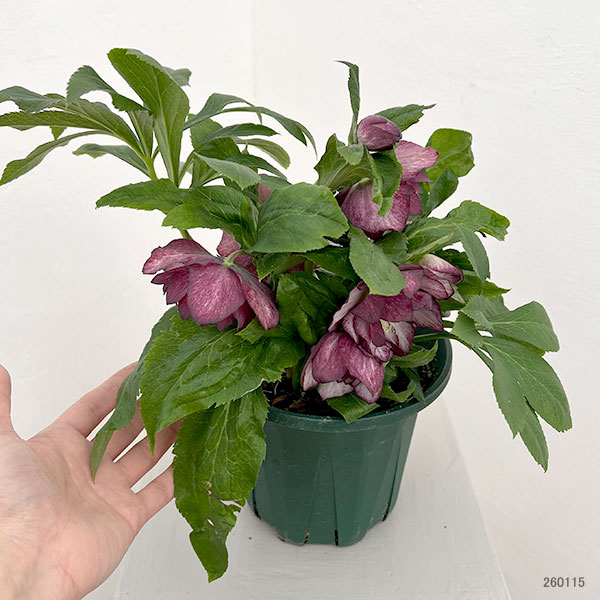 クリスマスローズ：ダブルエレン26-08／5号鉢【現品販売】