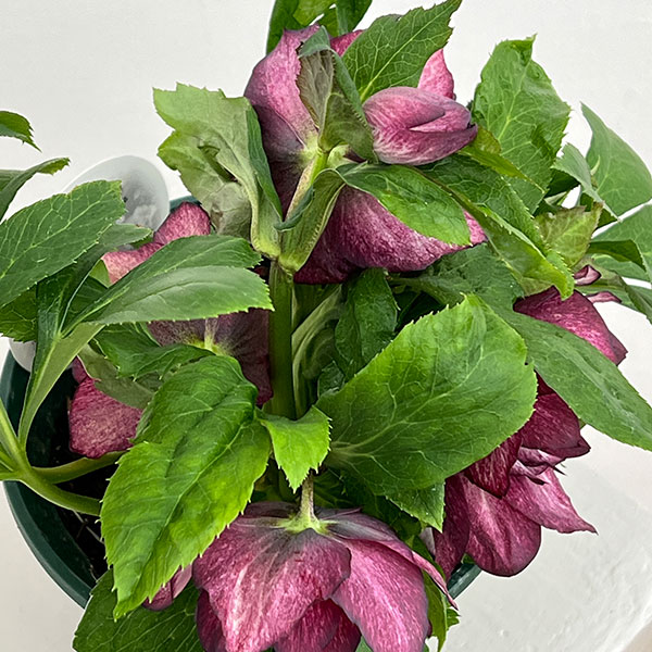 クリスマスローズ：ダブルエレン26-08／5号鉢【現品販売】