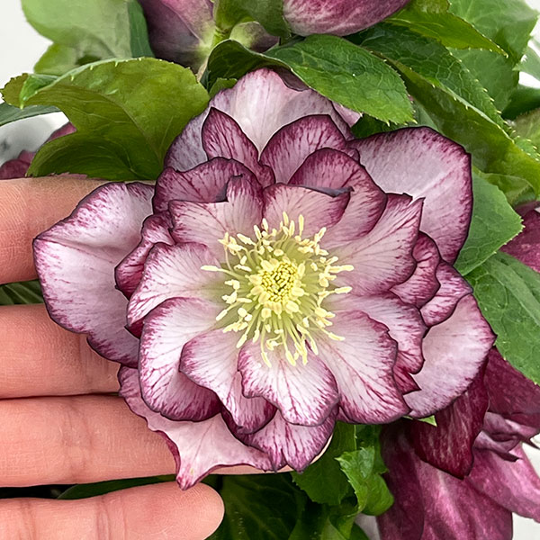 クリスマスローズ：ダブルエレン26-08／5号鉢【現品販売】