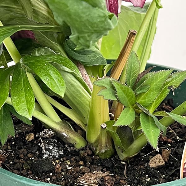 クリスマスローズ：ダブルエレン26-08／5号鉢【現品販売】