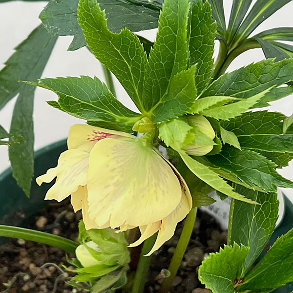 クリスマスローズ：ダブルエレン26-09／5号鉢【現品販売】