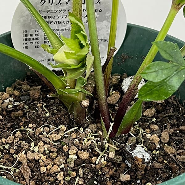 クリスマスローズ：ダブルエレン26-09／5号鉢【現品販売】