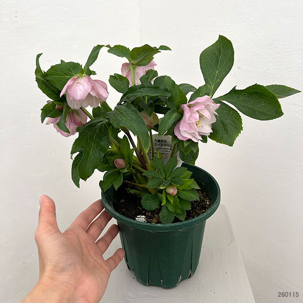 クリスマスローズ：ダブルエレン26-10／5号鉢【現品販売】