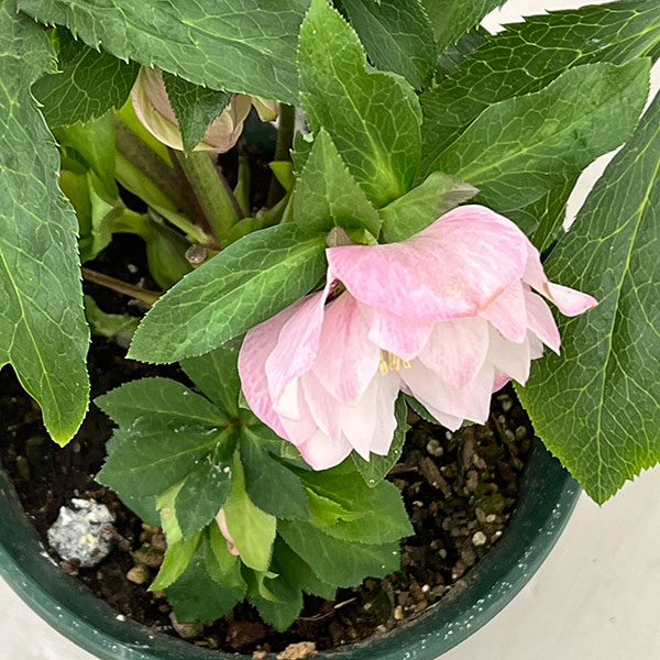 クリスマスローズ：ダブルエレン26-10／5号鉢【現品販売】