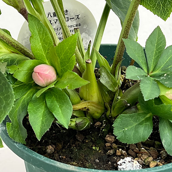 クリスマスローズ：ダブルエレン26-10／5号鉢【現品販売】