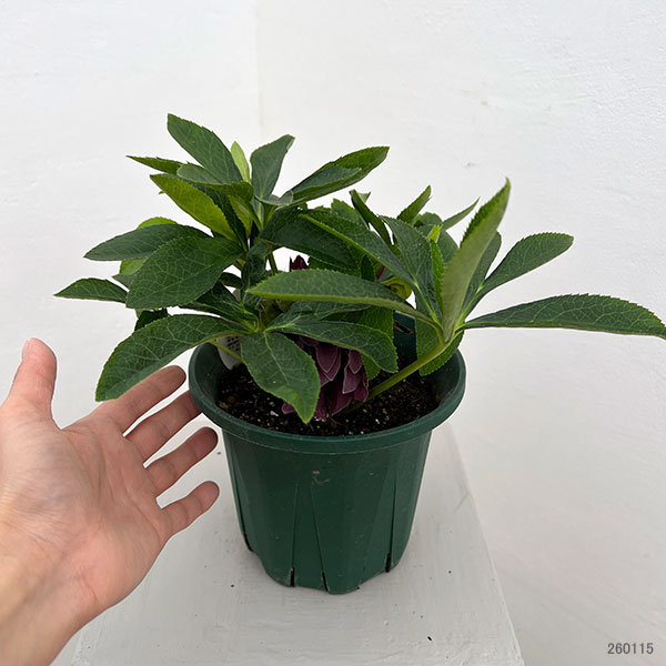 クリスマスローズ：ダブルエレン26-11／5号鉢【現品販売】