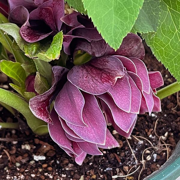 クリスマスローズ：ダブルエレン26-11／5号鉢【現品販売】