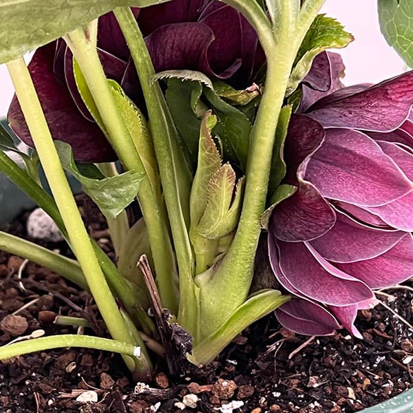 クリスマスローズ：ダブルエレン26-11／5号鉢【現品販売】