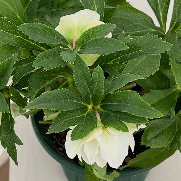 クリスマスローズ：ダブルエレン26-12／5号鉢【現品販売】