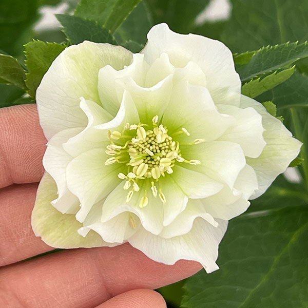 クリスマスローズ：ダブルエレン26-12／5号鉢【現品販売】