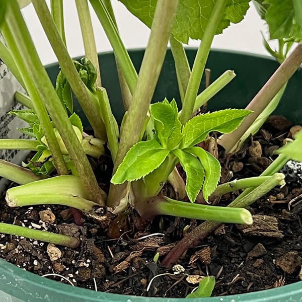 クリスマスローズ：ダブルエレン26-12／5号鉢【現品販売】