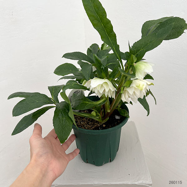 クリスマスローズ：ダブルエレン26-13／5号鉢【現品販売】