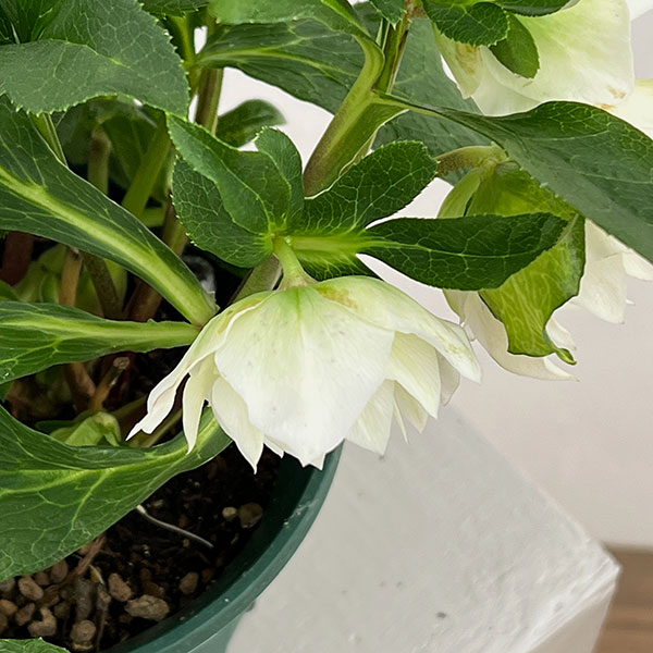 クリスマスローズ：ダブルエレン26-13／5号鉢【現品販売】