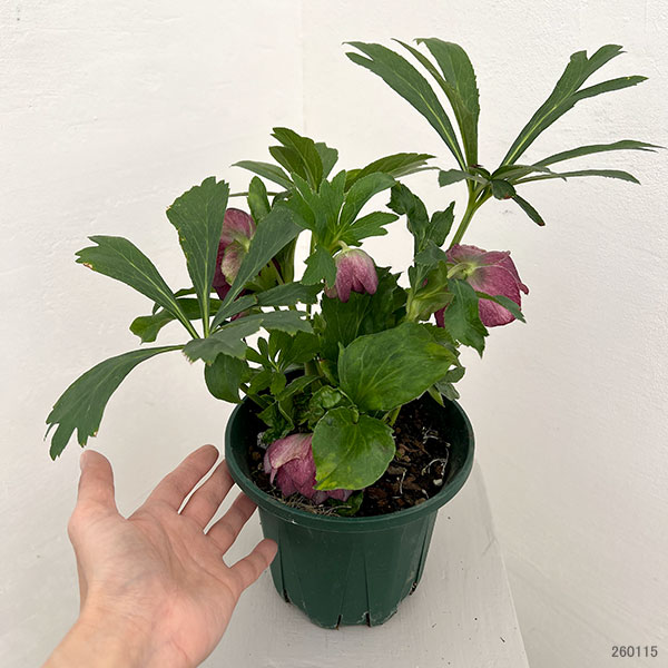 クリスマスローズ：ダブルエレン26-14／5号鉢【現品販売】