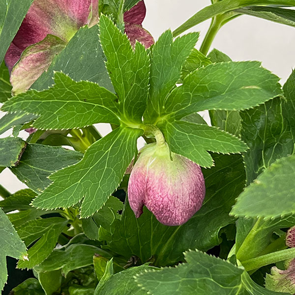 クリスマスローズ：ダブルエレン26-14／5号鉢【現品販売】