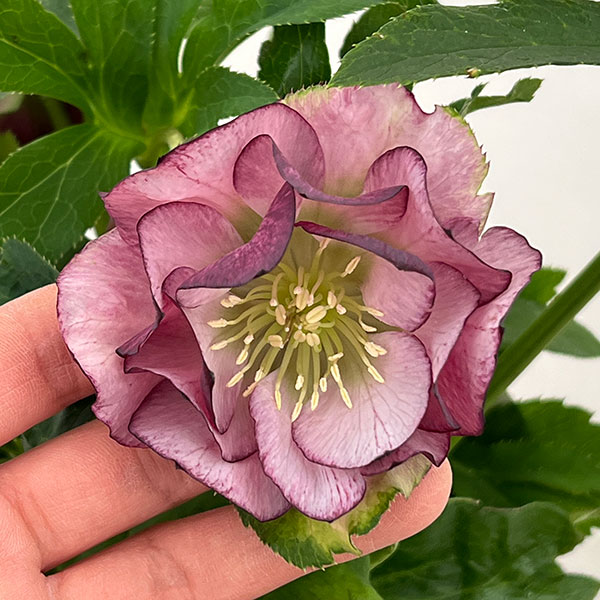 クリスマスローズ：ダブルエレン26-14／5号鉢【現品販売】