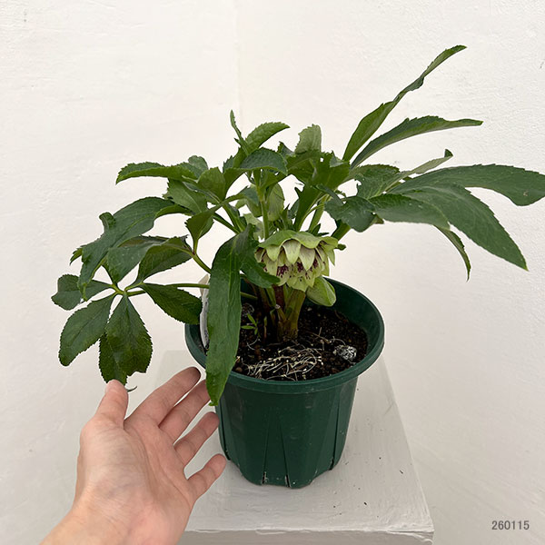 クリスマスローズ：ダブルエレン26-15／5号鉢【現品販売】