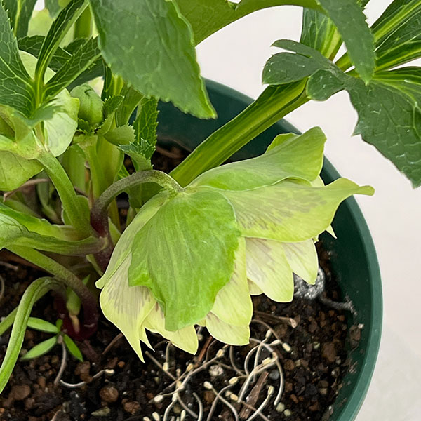 クリスマスローズ：ダブルエレン26-15／5号鉢【現品販売】