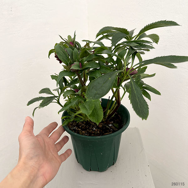 クリスマスローズ：ダブルエレン26-16／5号鉢【現品販売】