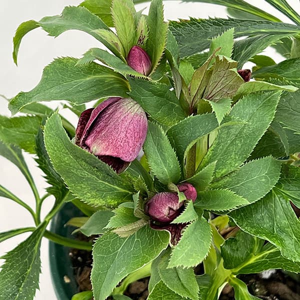 クリスマスローズ：ダブルエレン26-16／5号鉢【現品販売】