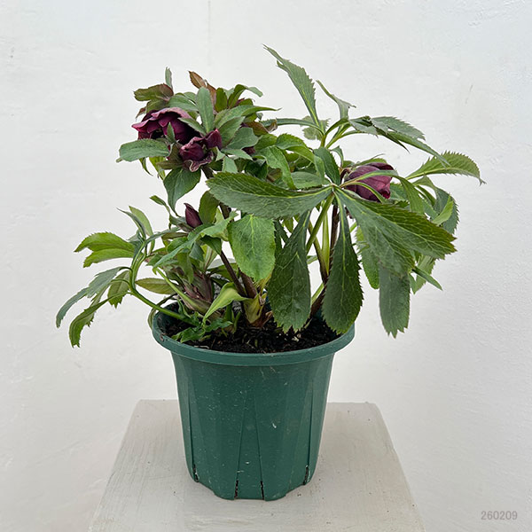 クリスマスローズ：ダブルエレン26-16／5号鉢【現品販売】