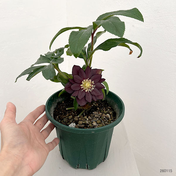 クリスマスローズ：ダブルエレン26-17／5号鉢【現品販売】