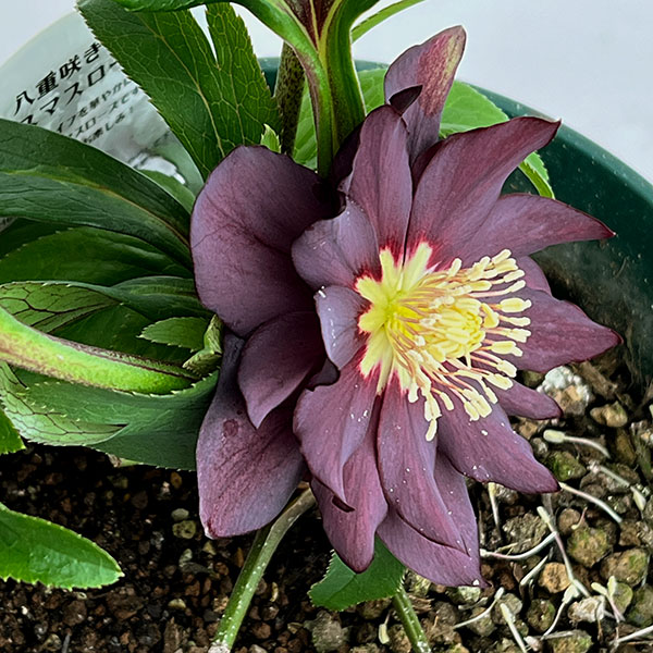 クリスマスローズ：ダブルエレン26-17／5号鉢【現品販売】