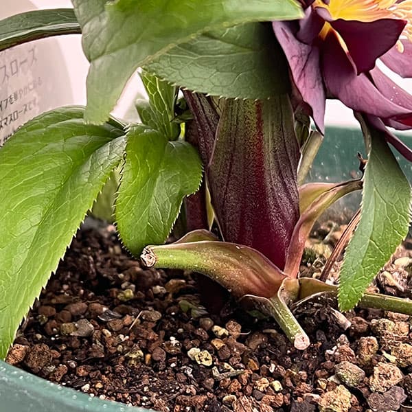 クリスマスローズ：ダブルエレン26-17／5号鉢【現品販売】