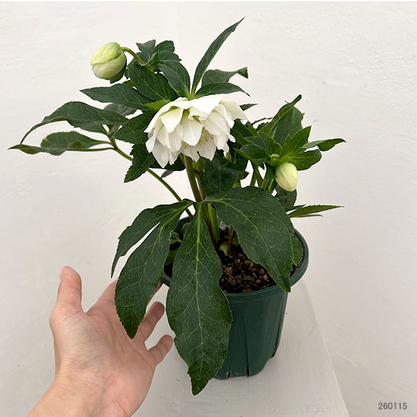 クリスマスローズ：ダブルエレン26-18／5号鉢【現品販売】