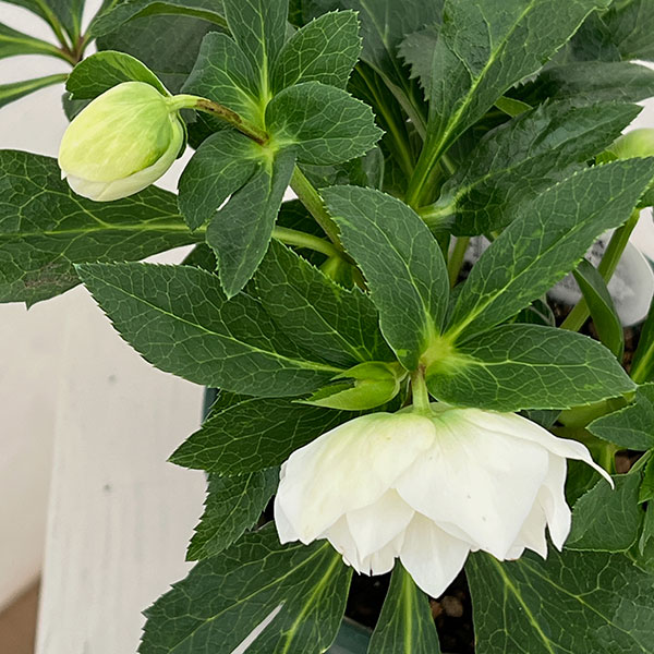 クリスマスローズ：ダブルエレン26-18／5号鉢【現品販売】