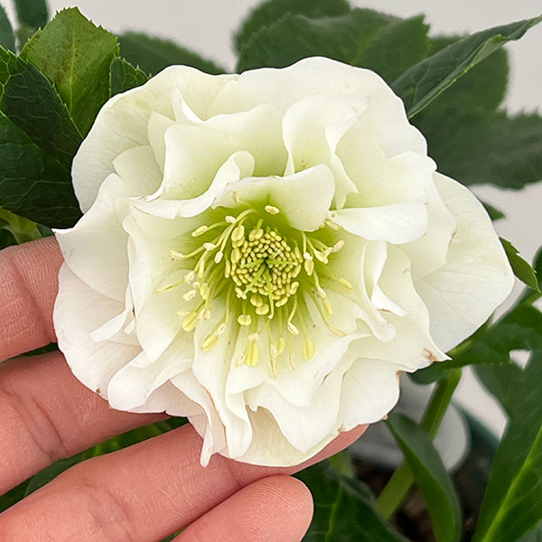 クリスマスローズ：ダブルエレン26-18／5号鉢【現品販売】