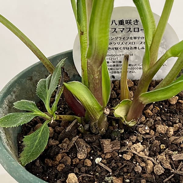 クリスマスローズ：ダブルエレン26-18／5号鉢【現品販売】