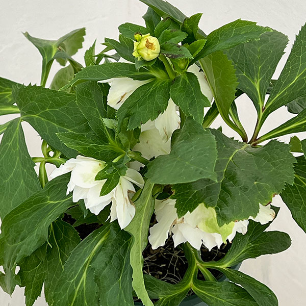 クリスマスローズ：ダブルエレン26-19／5号鉢【現品販売】