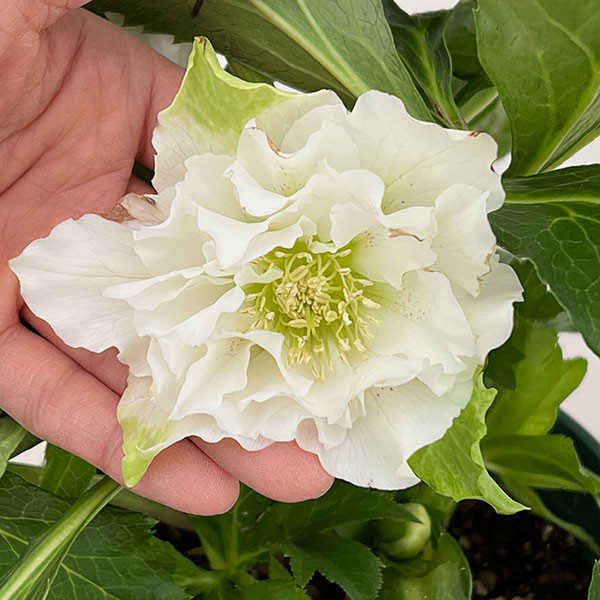 クリスマスローズ：ダブルエレン26-19／5号鉢【現品販売】