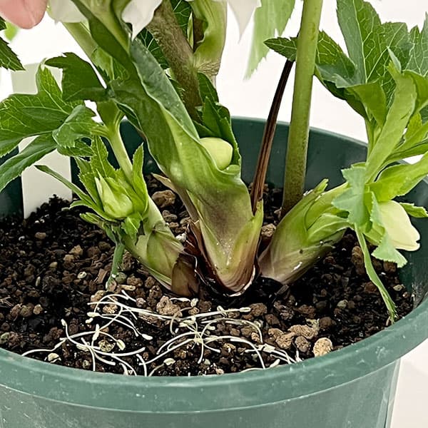 クリスマスローズ：ダブルエレン26-19／5号鉢【現品販売】