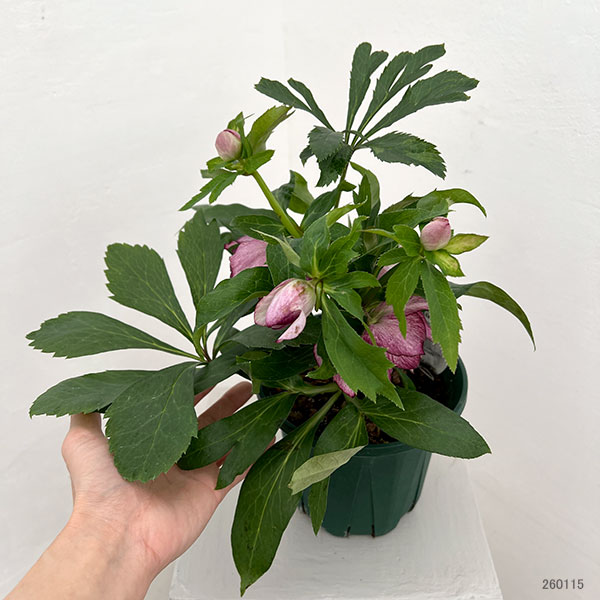 クリスマスローズ：ダブルエレン26-20／5号鉢【現品販売】