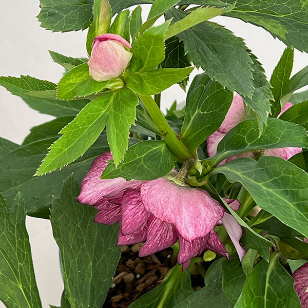 クリスマスローズ：ダブルエレン26-20／5号鉢【現品販売】