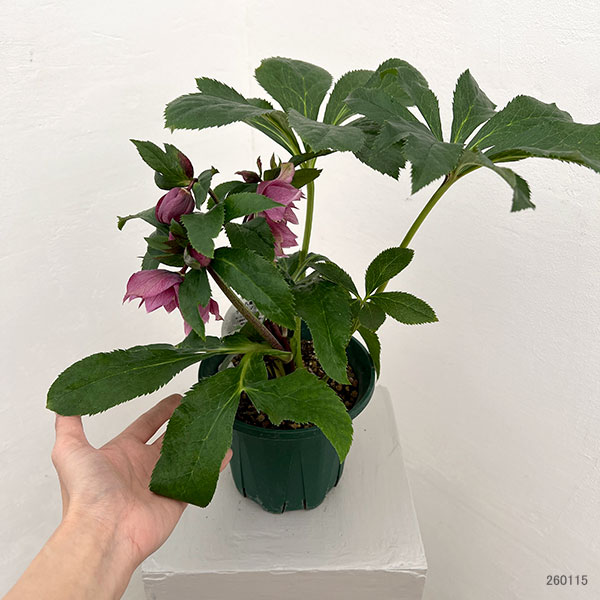 クリスマスローズ：ダブルエレン26-21／5号鉢【現品販売】