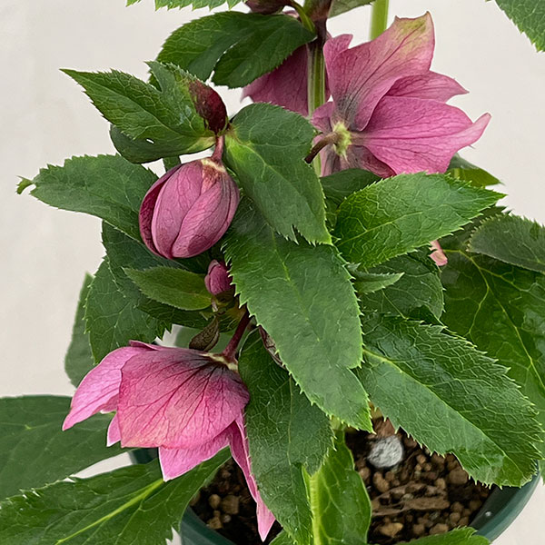 クリスマスローズ：ダブルエレン26-21／5号鉢【現品販売】