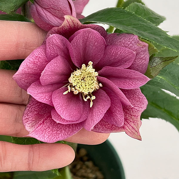 クリスマスローズ：ダブルエレン26-21／5号鉢【現品販売】